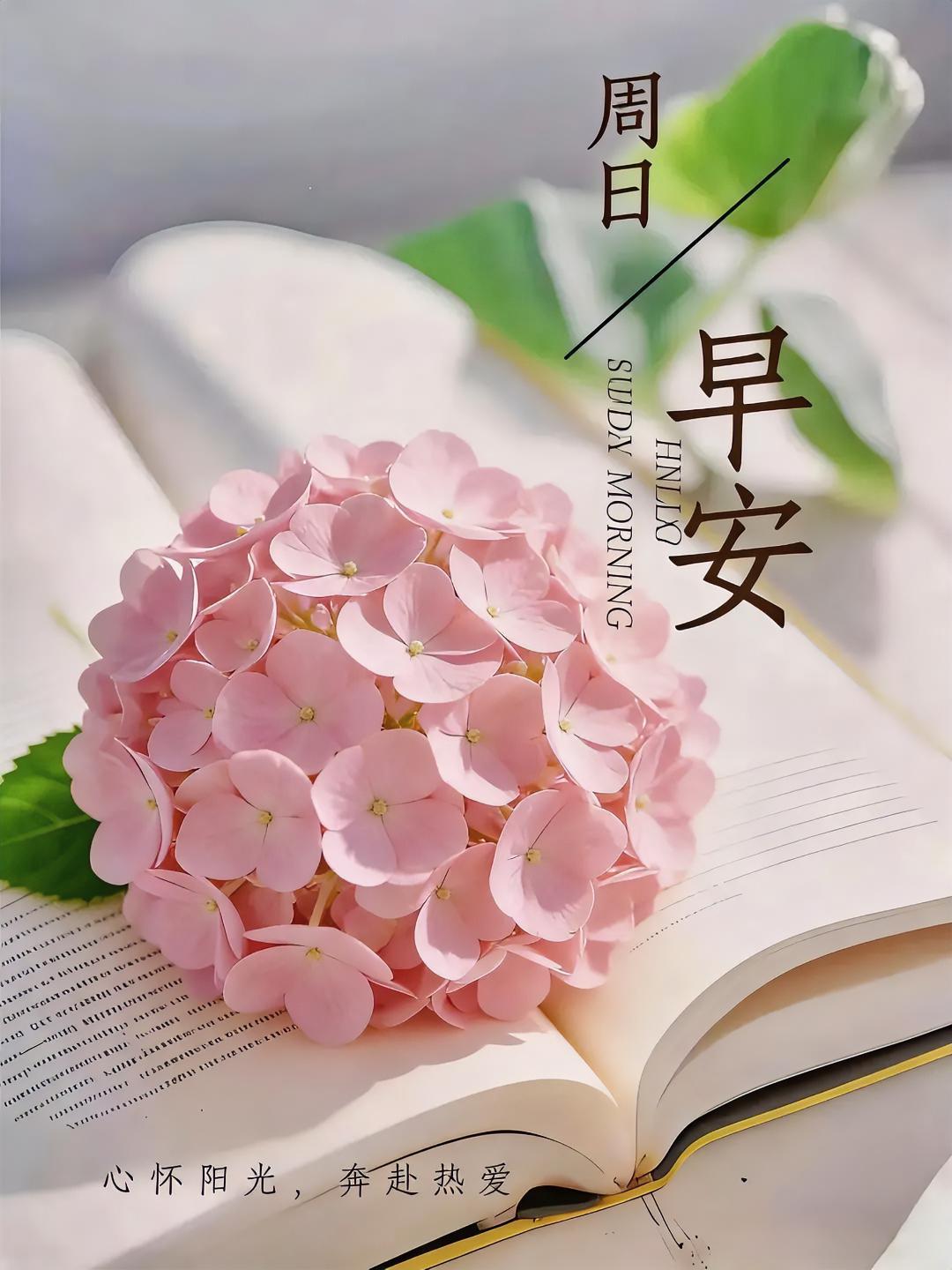周日的晨光里，粉绣球轻夹书页，与暖阳温柔相拥，这一份治愈悄然抵达心间。
每日晨光
