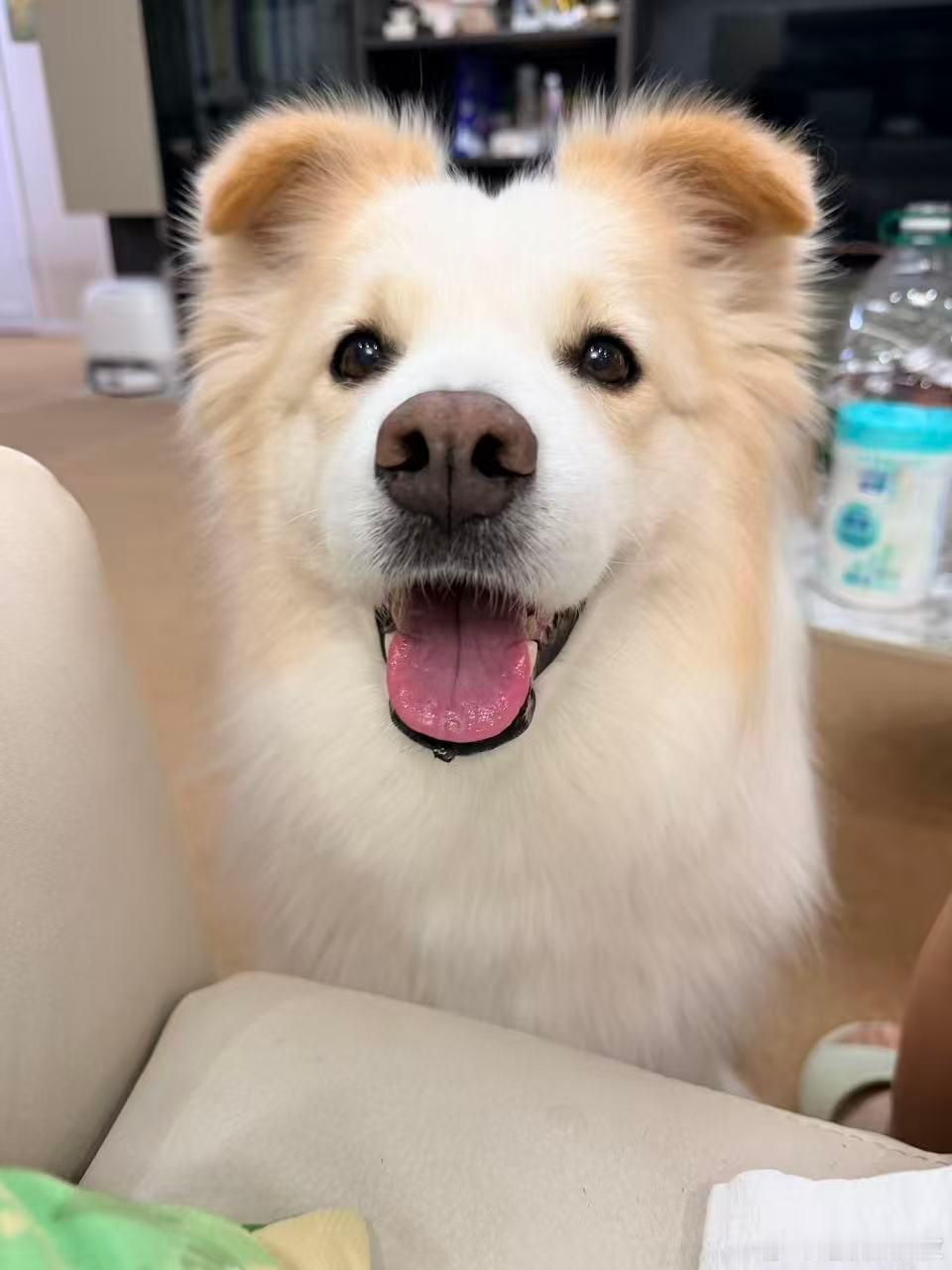 这是谁家的小馋狗啊