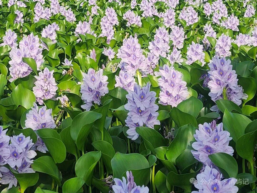 分享随手拍的花的照片