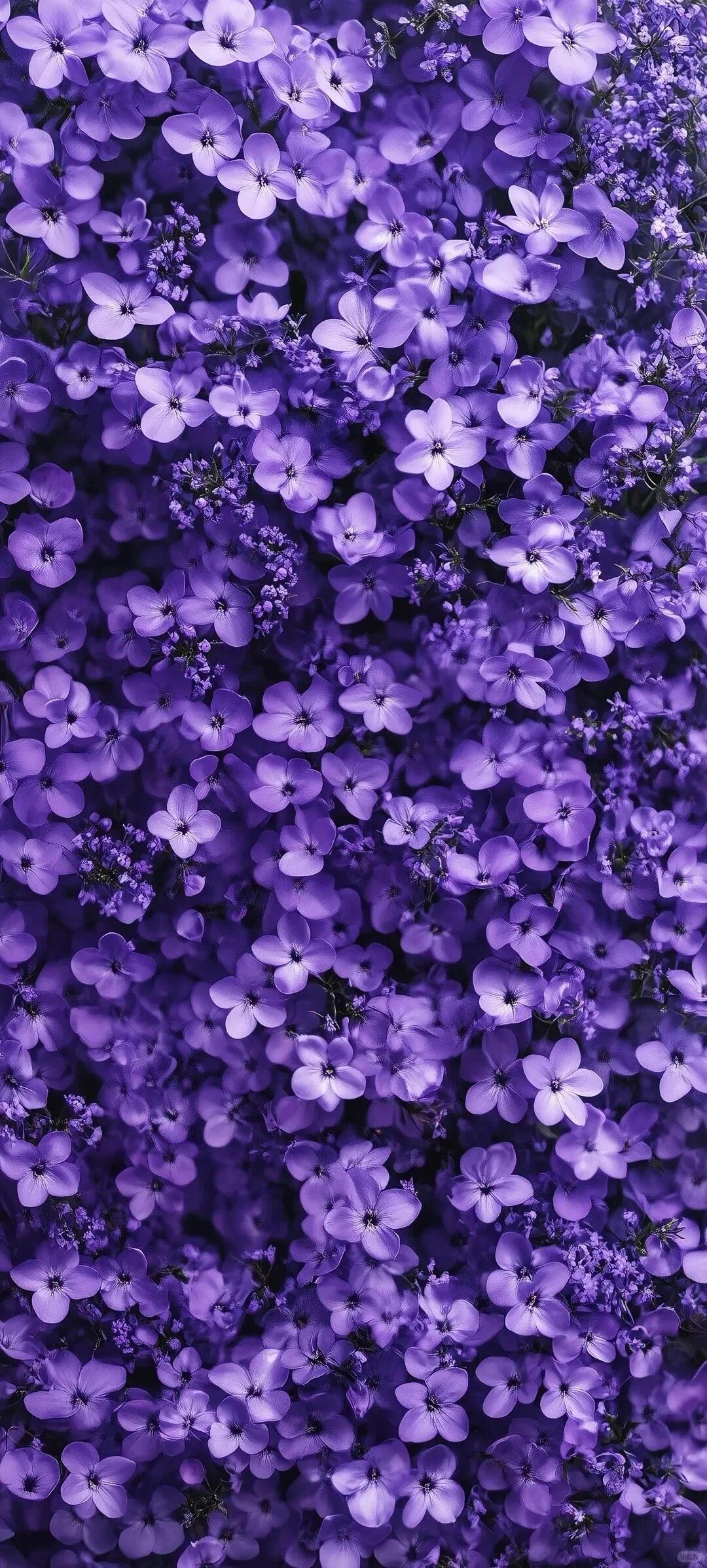 𝙨𝙝𝙖𝙧𝙚｜紫气东来壁纸。 