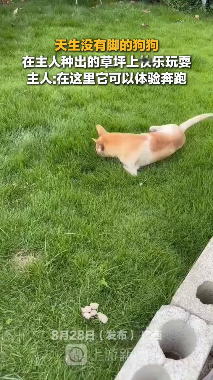 天生没有脚的狗狗在主人种出的草坪上快乐玩耍。主人：在这里它可以体验奔跑。
上游新