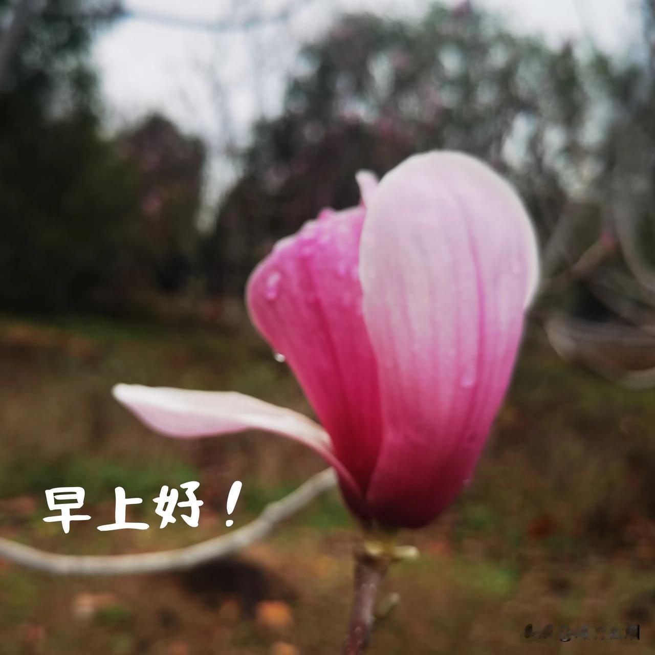 几朵紫玉兰在这场忽如其来又带有寒意的春雨下，终于开了！

清晨，雨停了！风，依然