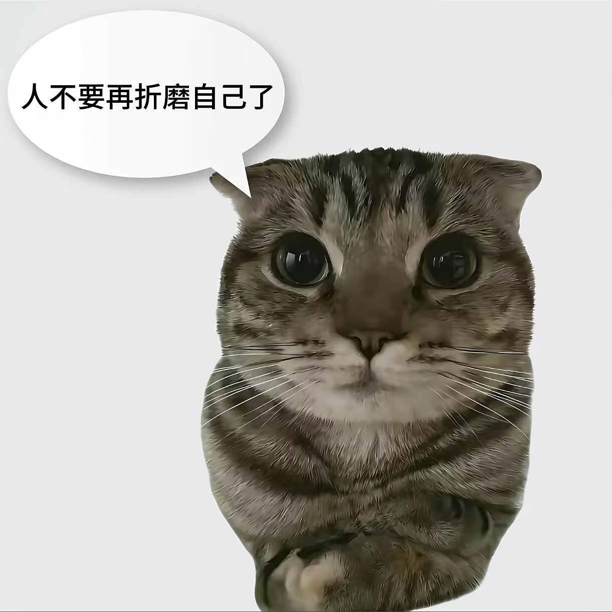 8878小咪 当人好累 我们一起叹气吧 