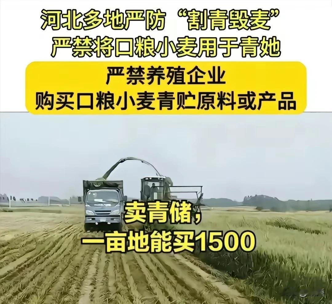 收一亩地青贮玉米也才1000元左右，而且产量是小麦的至少三倍。
比起没成熟的小麦