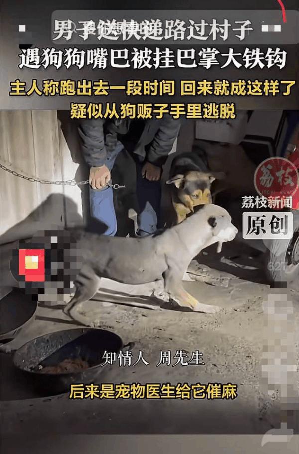 浙江绍兴诸暨，一名男子路过一处村子里送快递时，看见一只小狗的嘴巴被挂巴掌大的铁钩