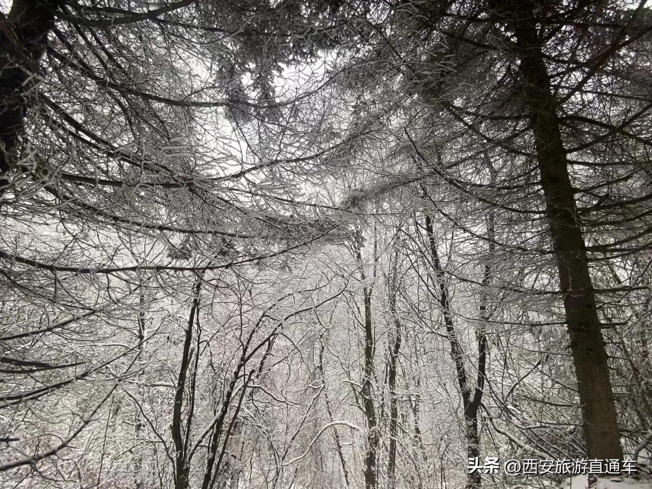 今日实景拍摄
❄乘坐小火车沿途赏雪喽～
🥰带着最爱的人来坐火车赏雪吧
🚂西安