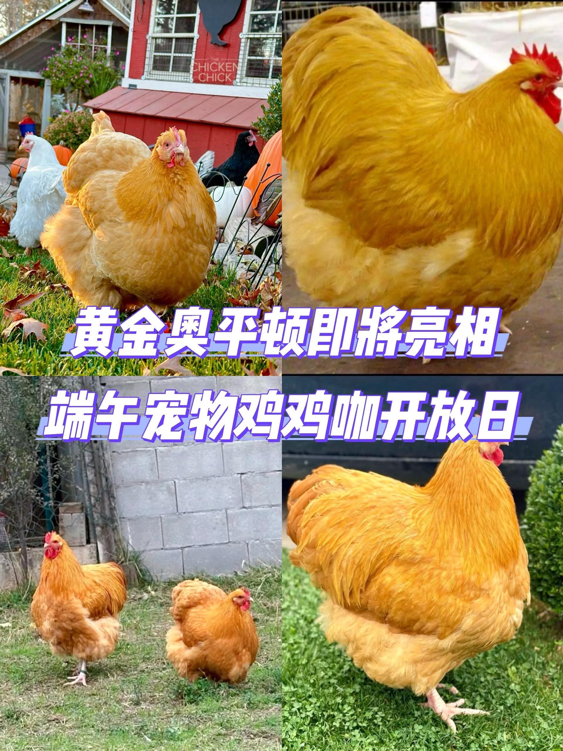 端午节来宠物鸡鸡咖撸鸡啦。