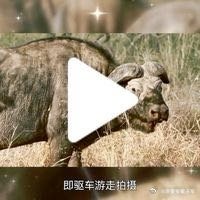 【戴占军】画中话【遇见，是缘也是命】塞伦盖蒂车上抓拍  网页链接  （使用App