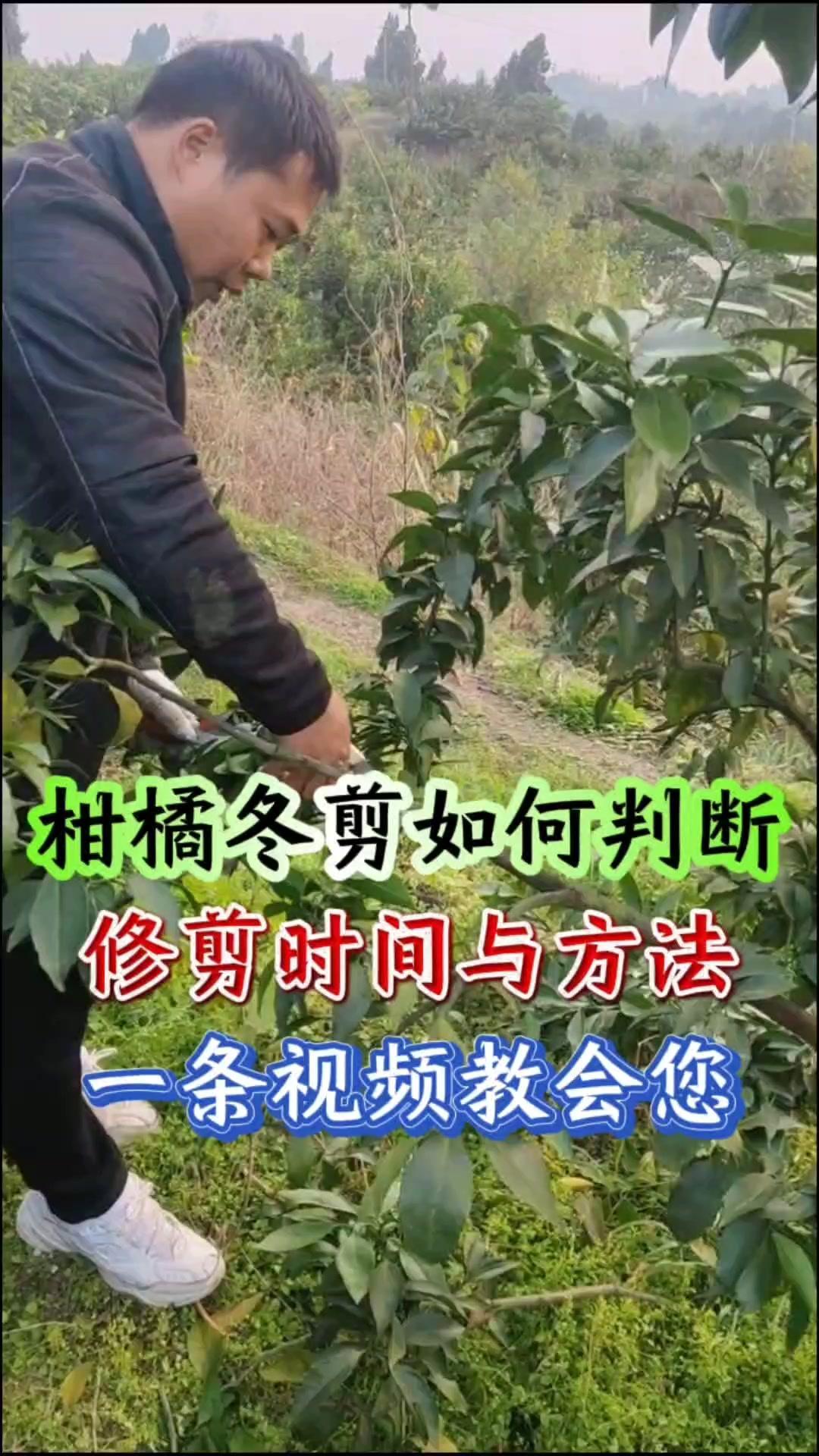 📌判断修剪时间：
1️⃣早熟品种：爱媛蜜桔等，果树已经下树，只要达到一定条件，