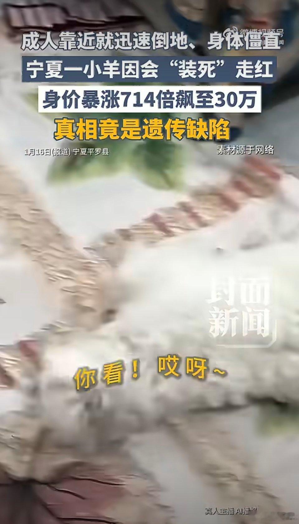 装死小羊身价30万主人仍不卖 养羊不如养个人，不仅会装死，还听话 深圳