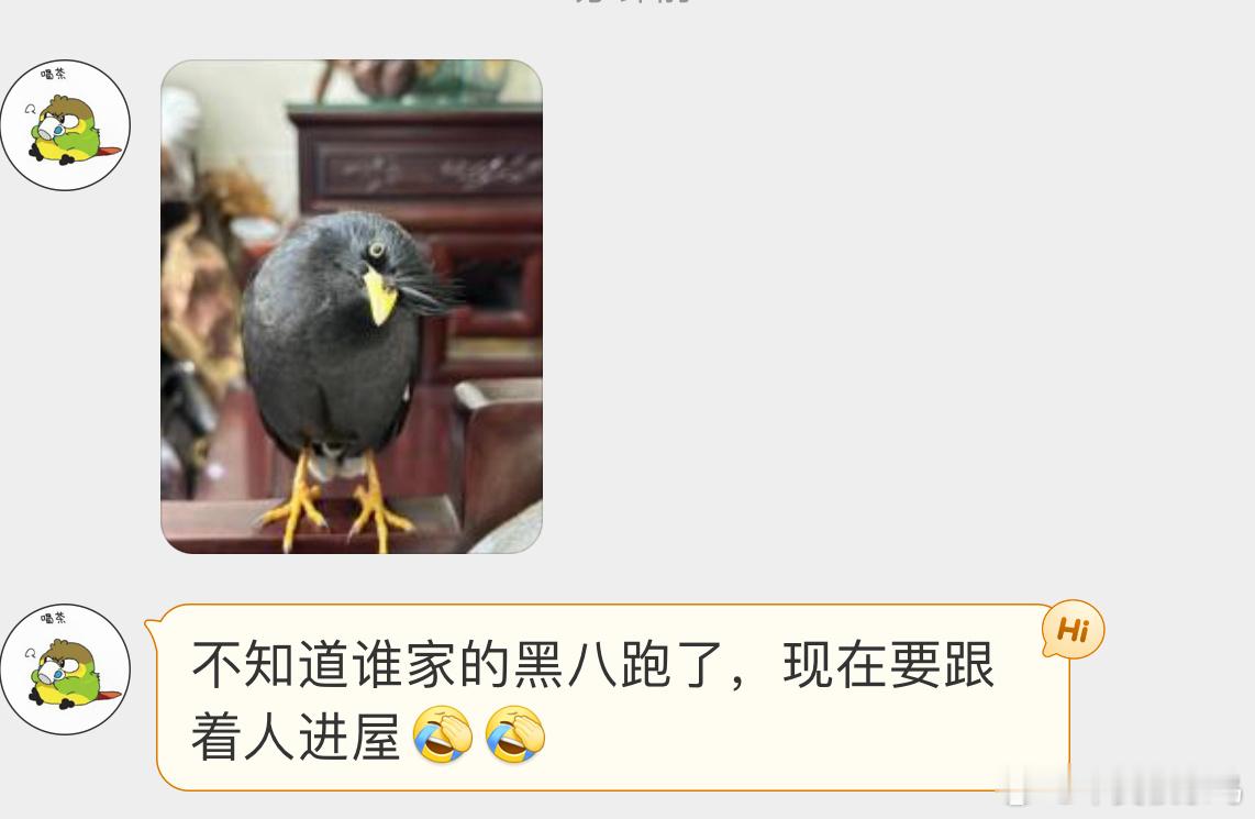 #鸟粉投稿# 屋里飞进来一只【八哥】它被人饲养过，所以大摇大摆的 完全不怕人需要