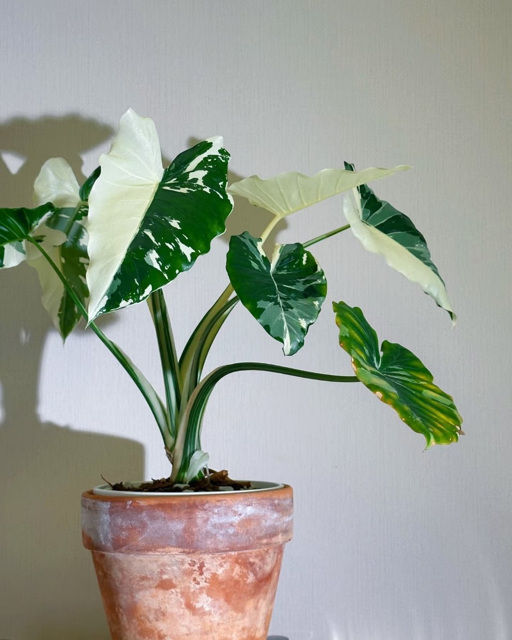 这个好漂亮！！！！冲绳银海芋 