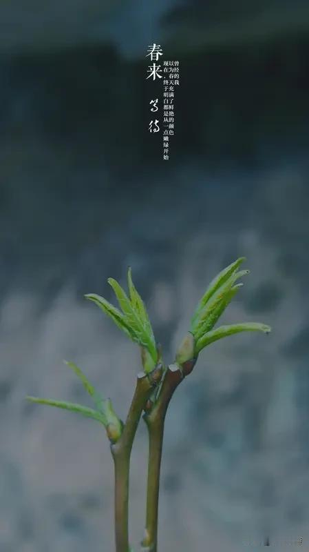 春软嫩芽生。“冬寒枯叶落，春软嫩芽生”，这对对联太妙了，短短几个字就把季节变换和