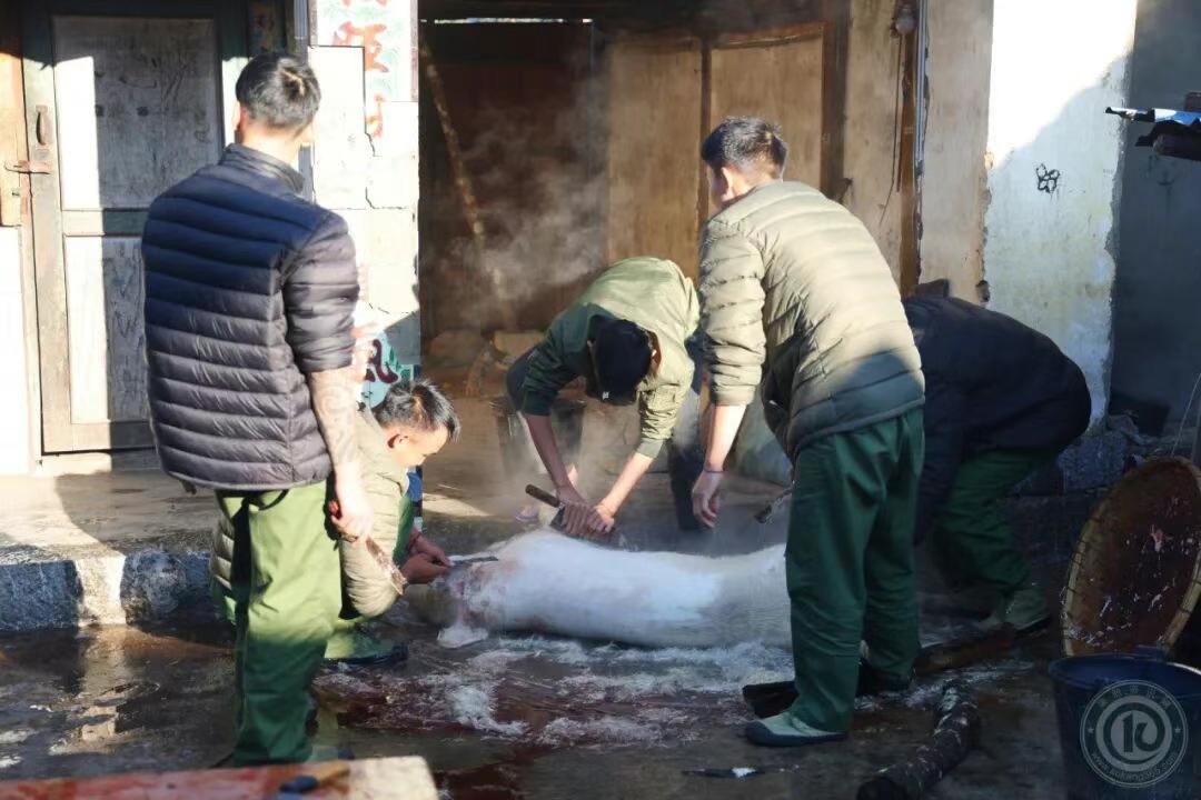 缅北地区的杀猪宴！

不知道怎么回事，这里流行吃生猪肉宴，跟佤邦地区很相似！在缅