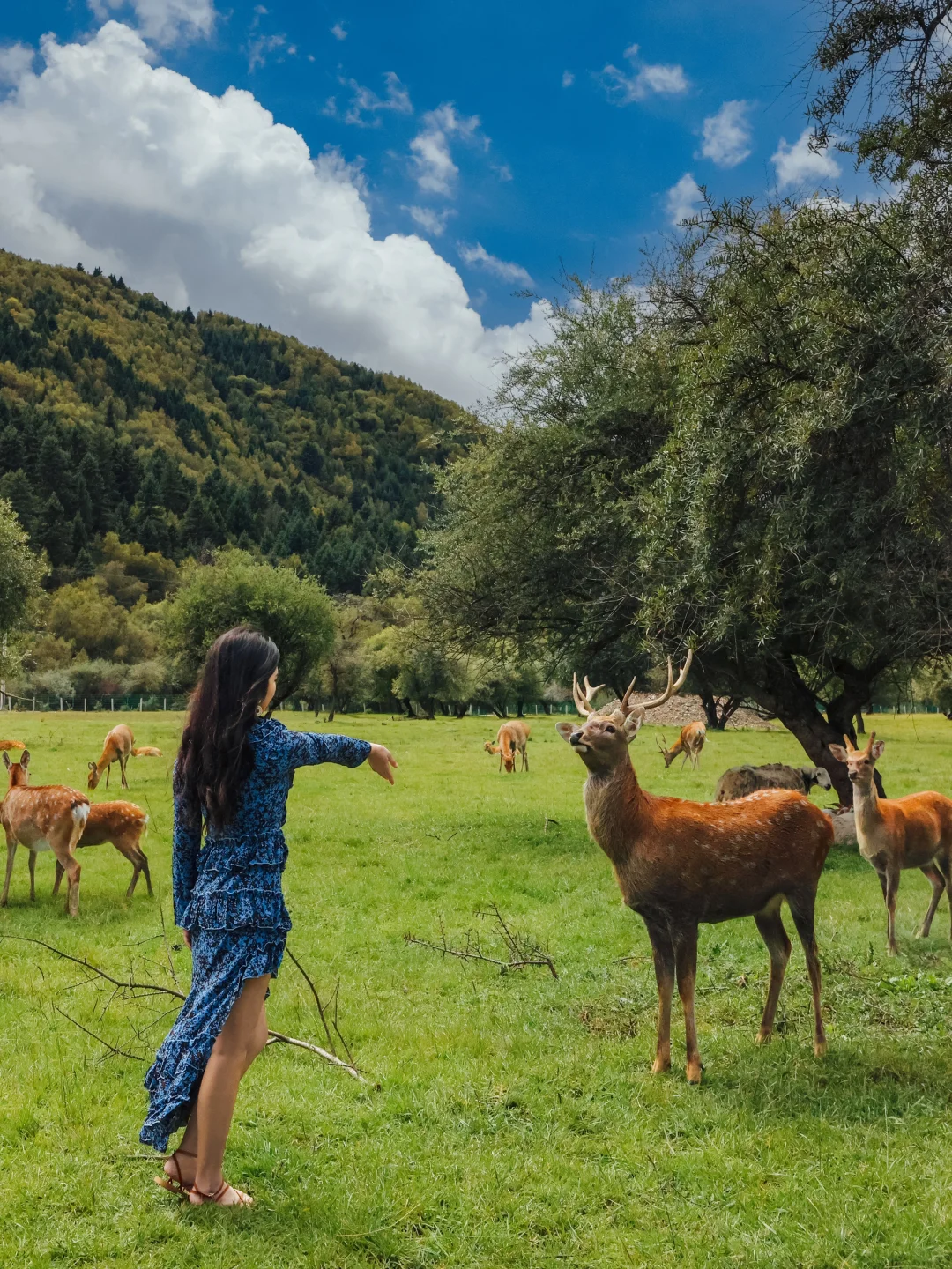 在川西，我被一百只梅花鹿包围🦌真的很治愈