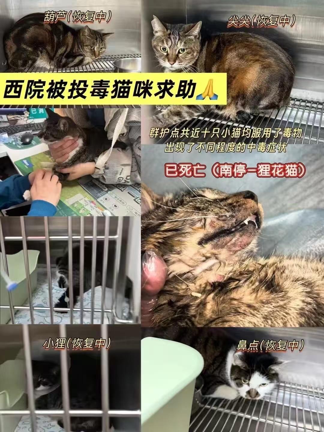  举报湖北工业大学胡某桐等人涉嫌投放危险物质等违法犯罪行为

地址：湖北省武汉市