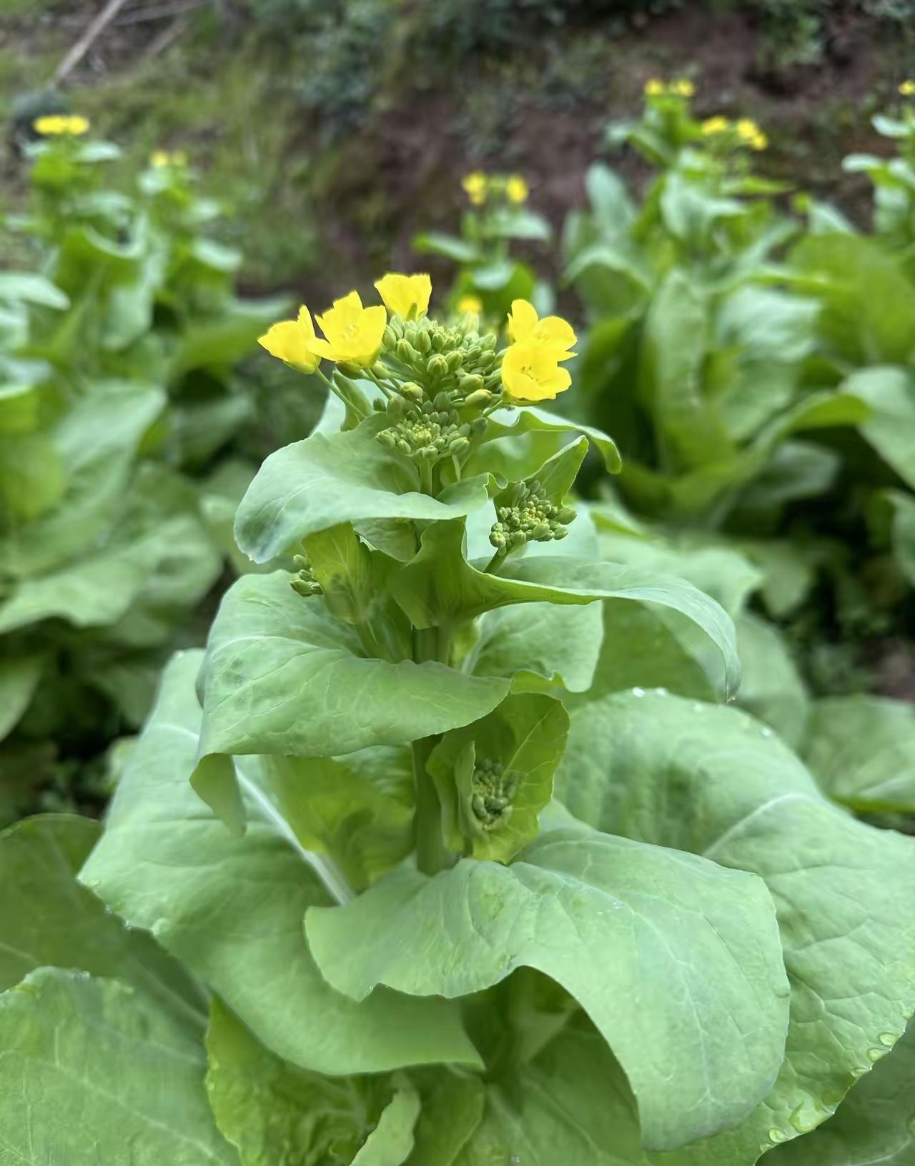 河南话里“干什么”就是一句超亲切的“弄啥嘞？”，听着就热乎实在。不管是老家河南，