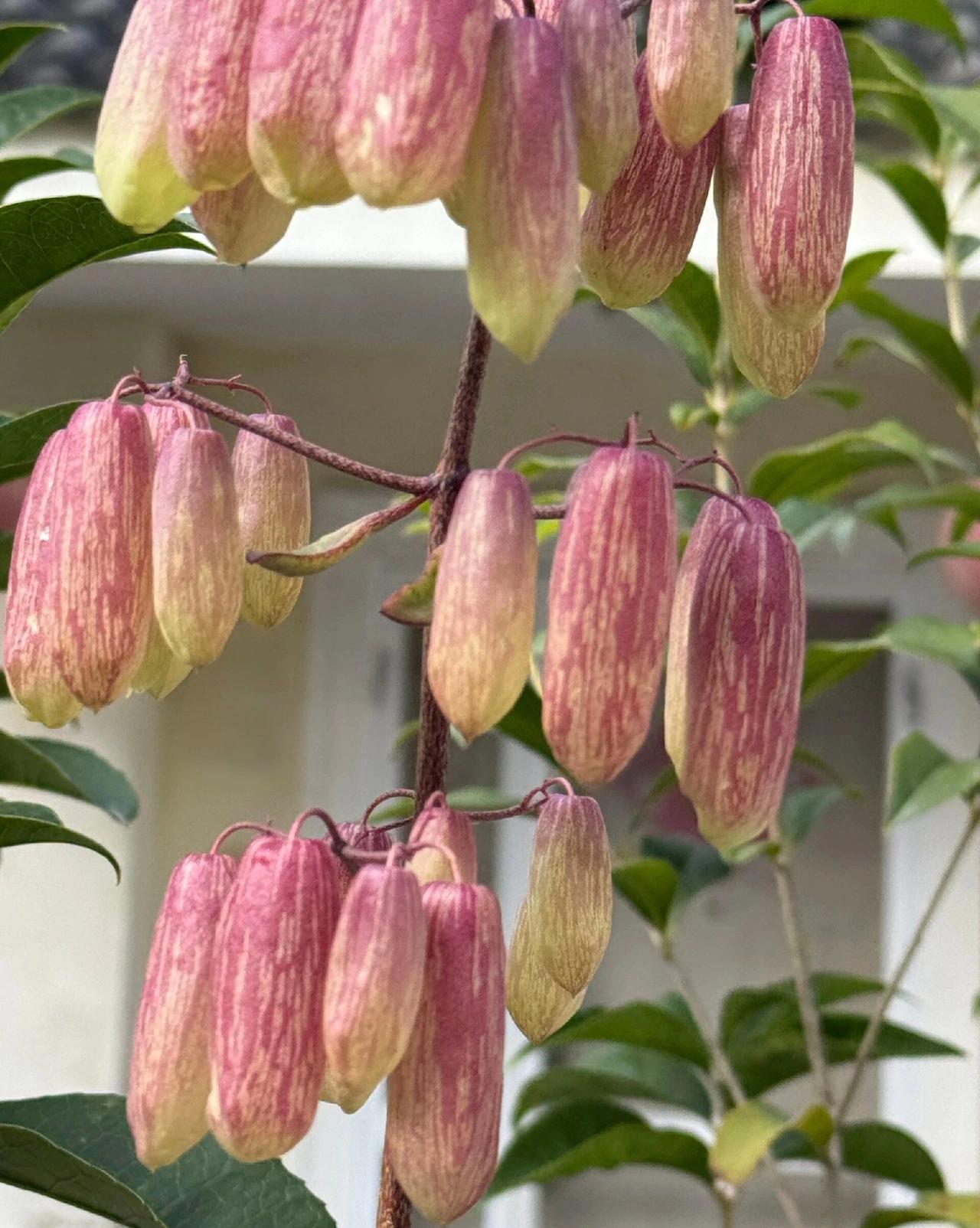 它们一串串从枝桠上垂下来，像谁精心串起的彩色铃铛，粉紫的纹路顺着钟形的花瓣晕开，