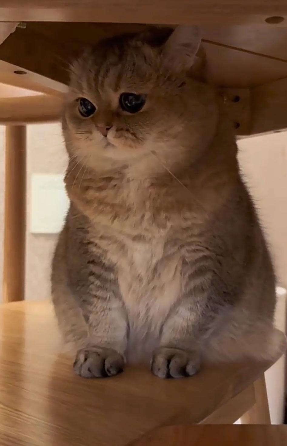 小猫的面相真的会随主人又怂又委屈🥺的