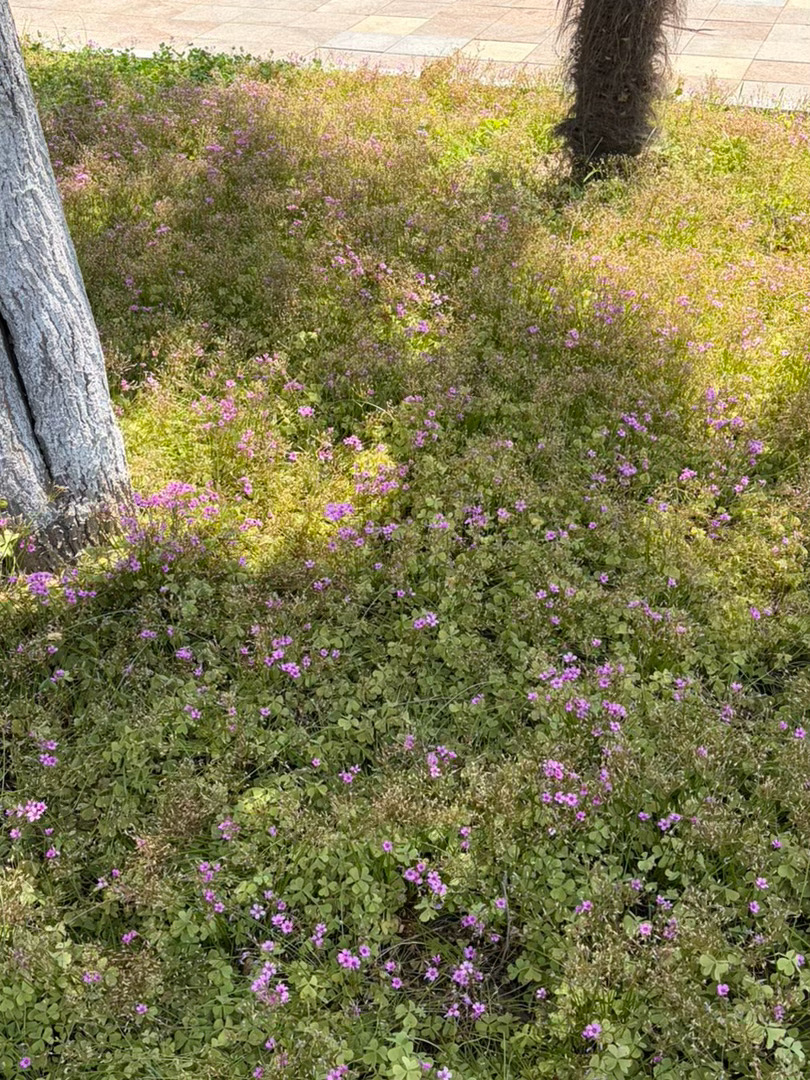 刚刚看到路边的花挺好看的 