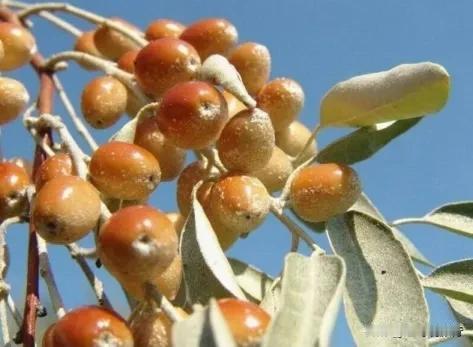 来新疆的100个理由·荒漠中的宝贝沙枣
       沙丘把落日揉成金粉时，沙枣