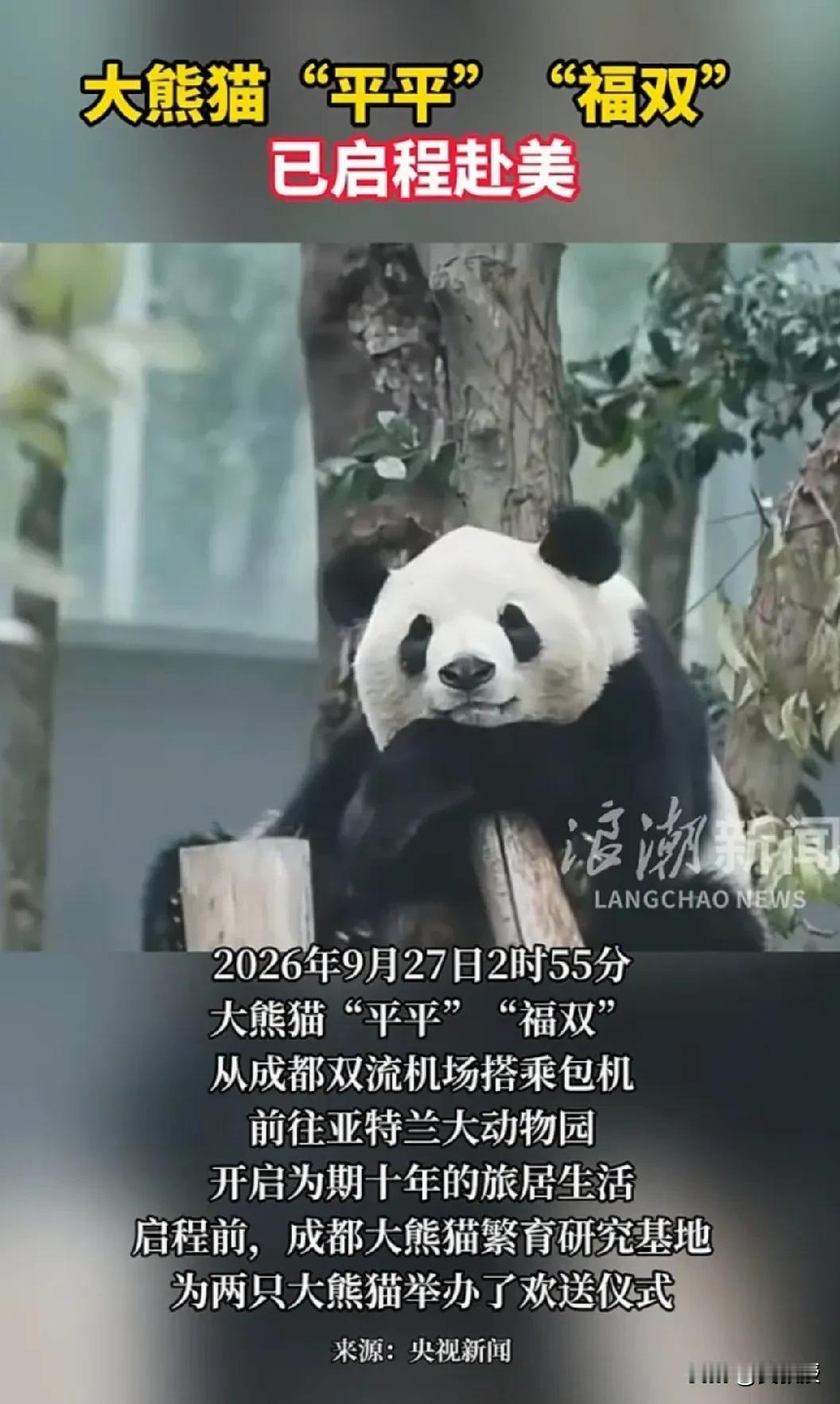 大熊猫出国对中国🇨🇳好处多了
一只熊猫一年租金100万美元，租期十年起步，到