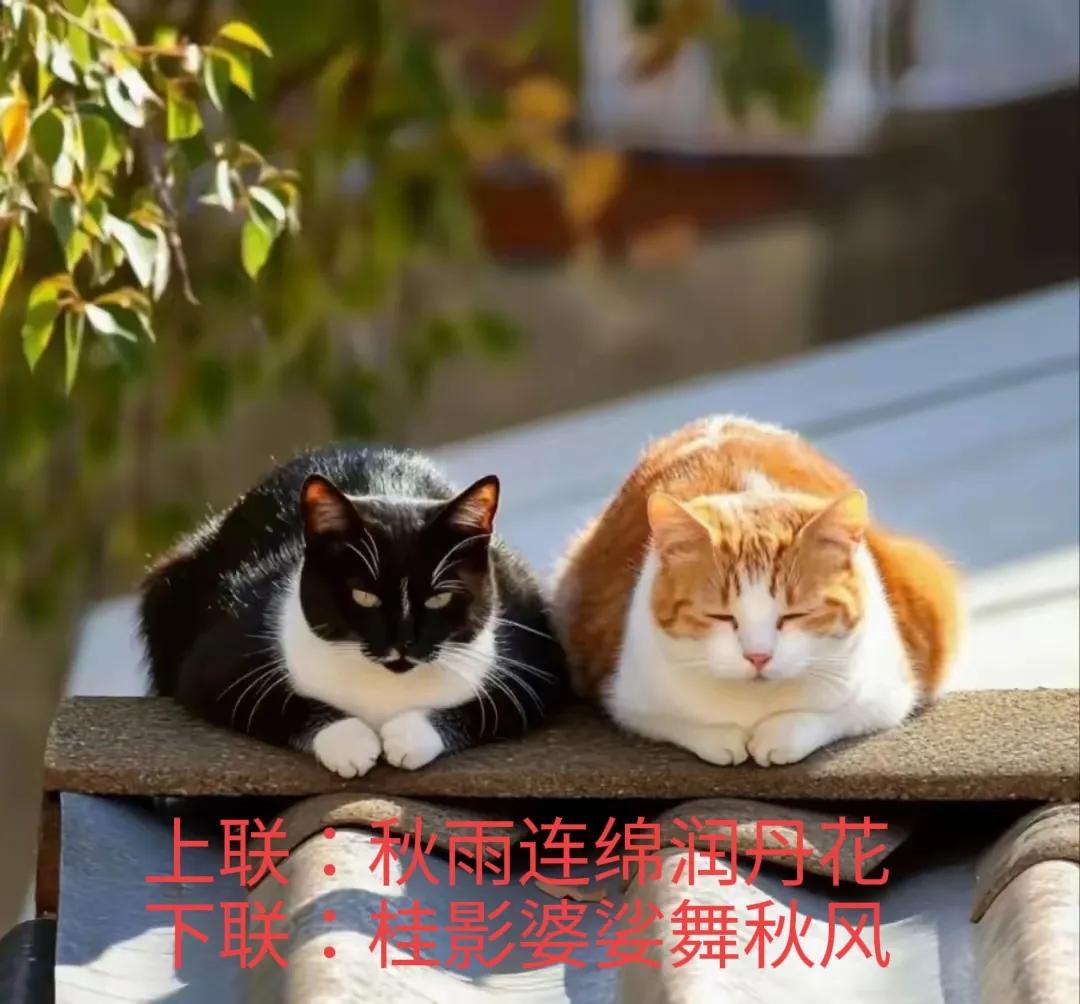 上联：秋雨连绵润丹花，
下联：桂影婆娑舞秋风。
#下联：桂影婆娑舞秋风，诚邀上联
