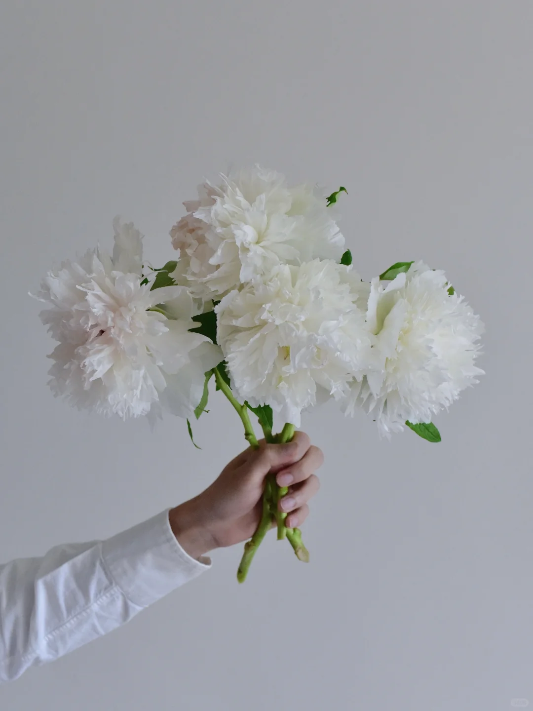 肆非芍药基地·玉麒麟