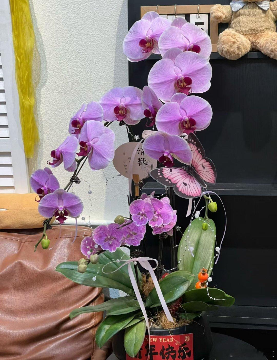 时常感概：花，一种艺术！ 