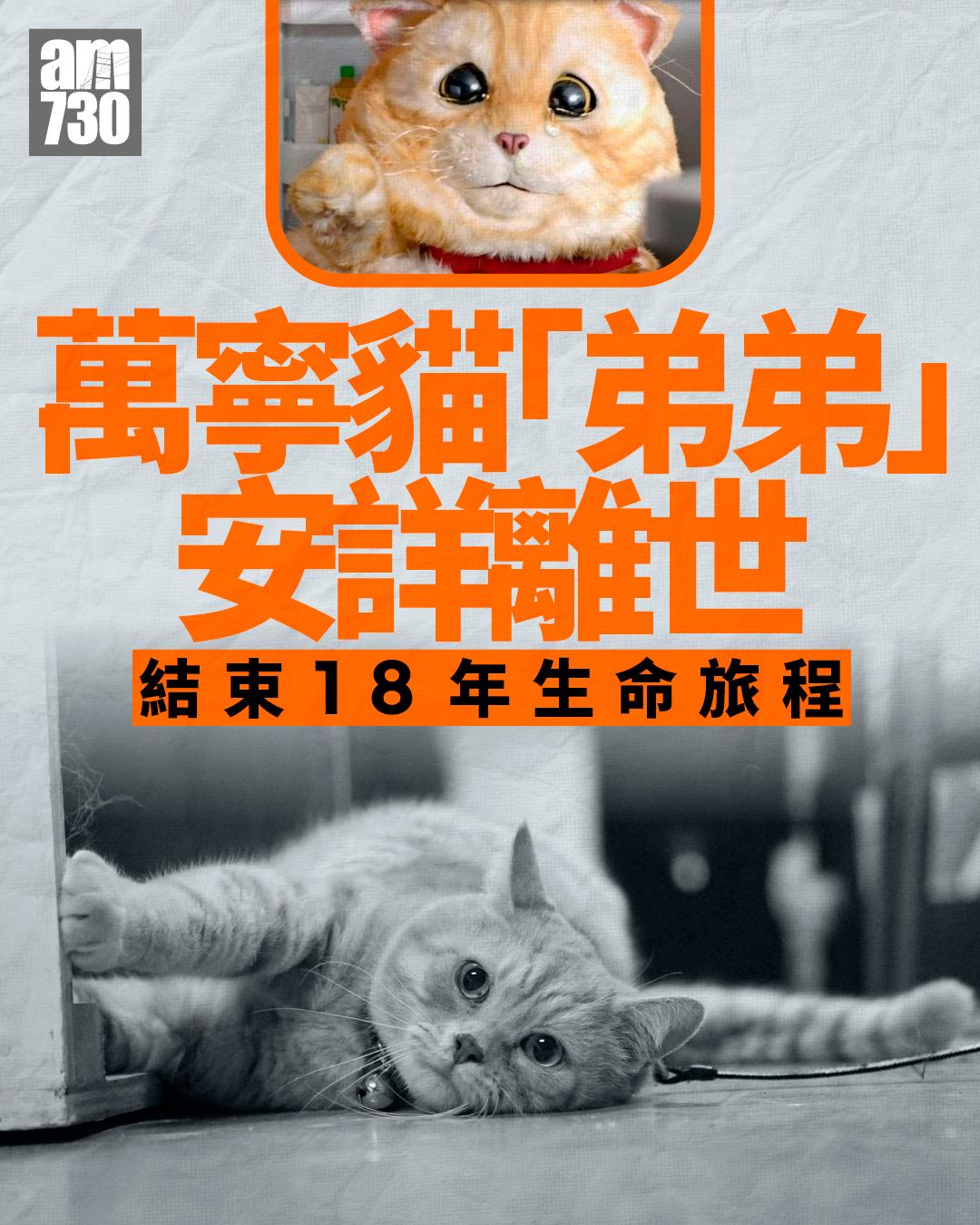 一路好走万宁猫