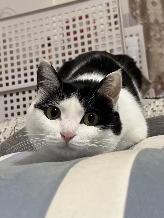 小猫是炮弹的一些证据