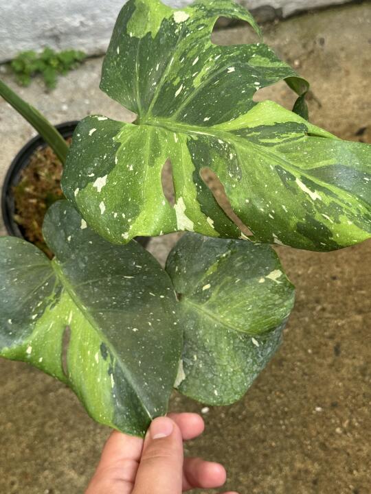 太美丽的三色绿精灵洒金，迷彩服的颜色