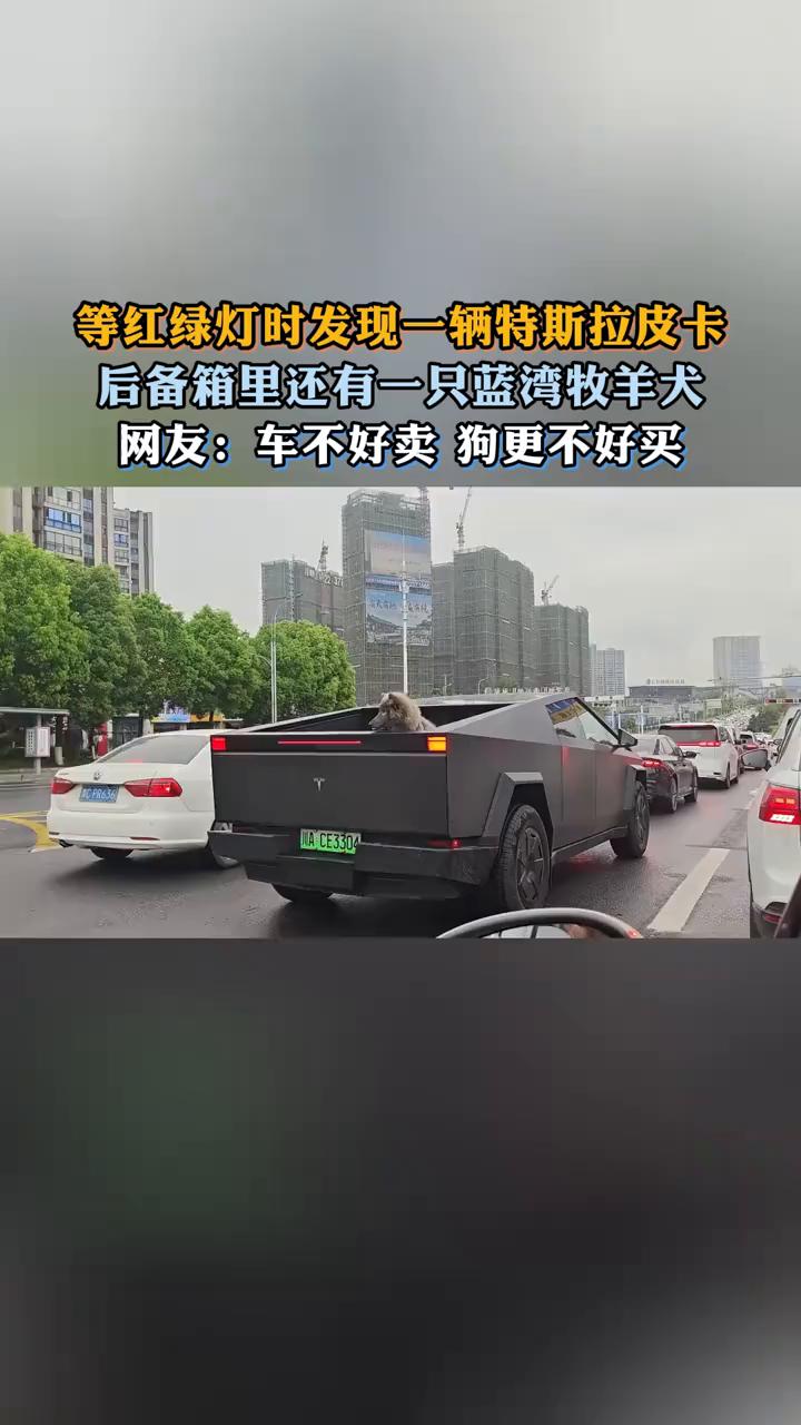 等红绿灯时发现一辆特斯拉皮卡后备箱里还有一只蓝湾牧羊犬。网友：车不好卖，狗更不好