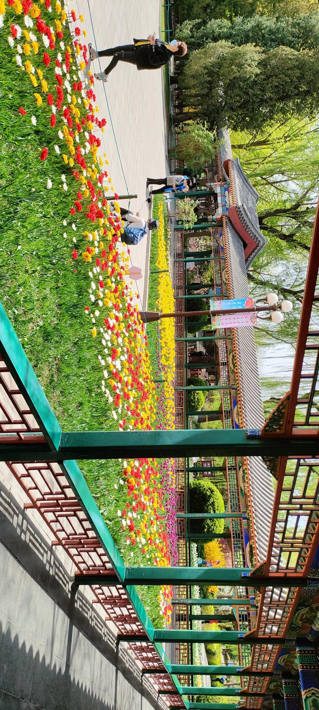 打卡网红花海，色彩斑斓，美不胜收！