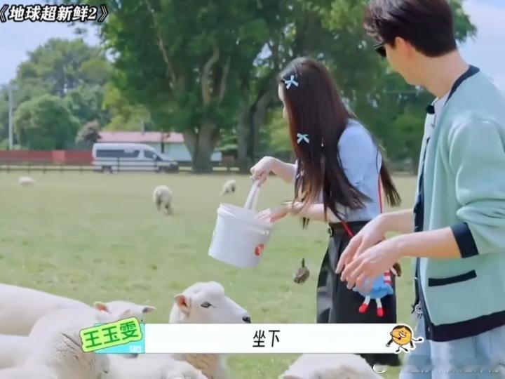 王玉雯林一把羊当狗训王玉雯林一抽象姐弟又发力了地球超新鲜户外喂羊环节笑点满满，王