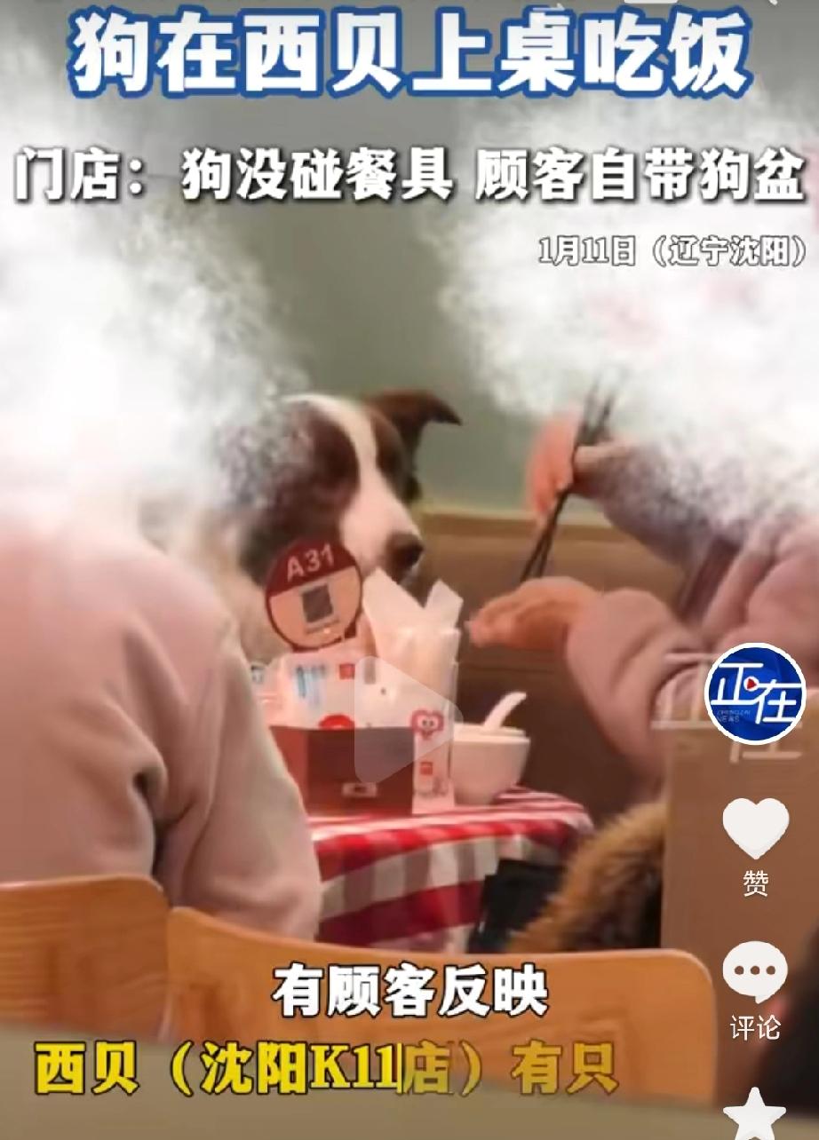 西贝这是又要“火”的节奏！这样的餐厅你们还敢进去就餐吗？怎么都没想到狗在“西贝”