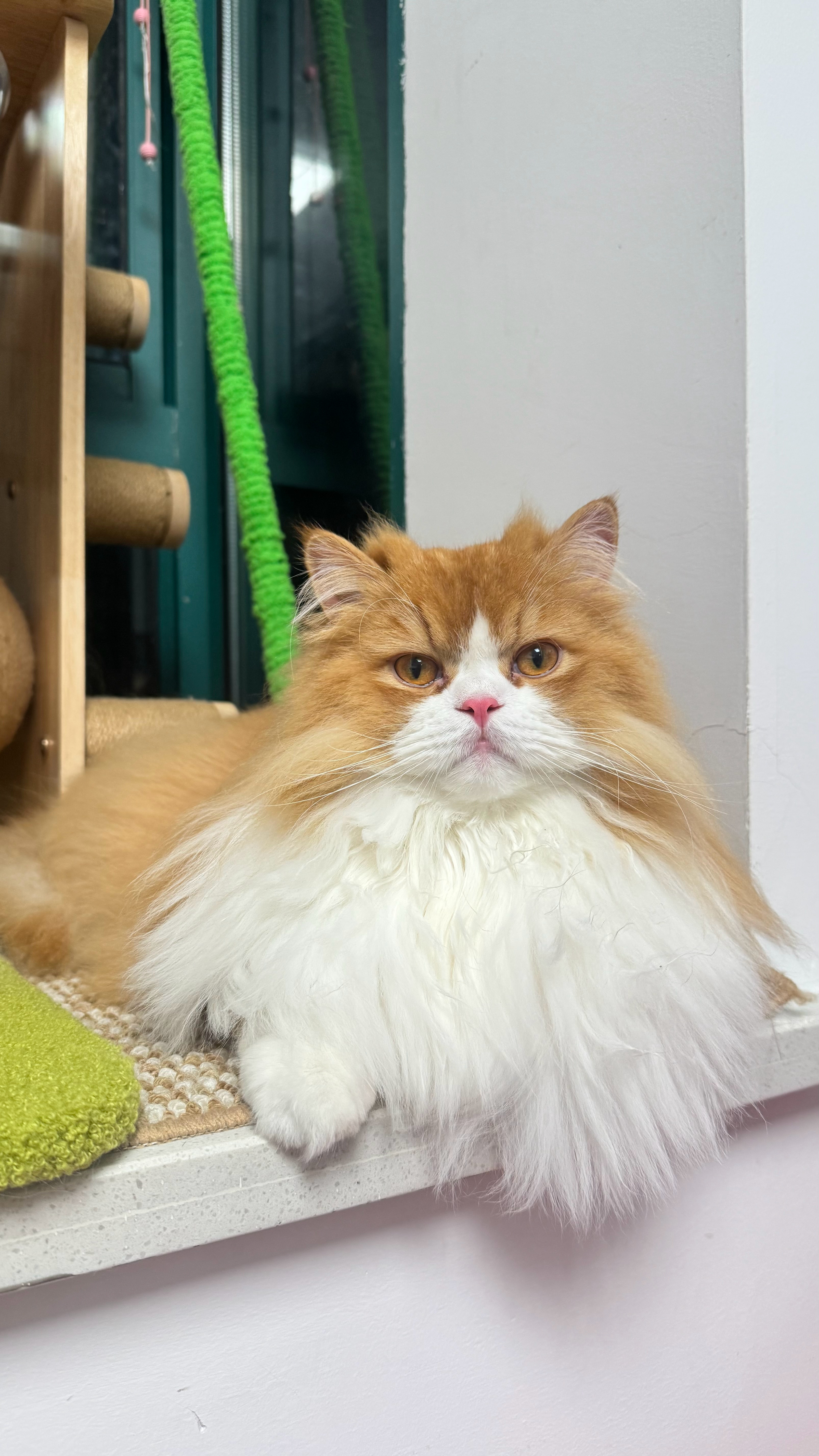 每日萌宠打卡萌宠漂亮猫近照 