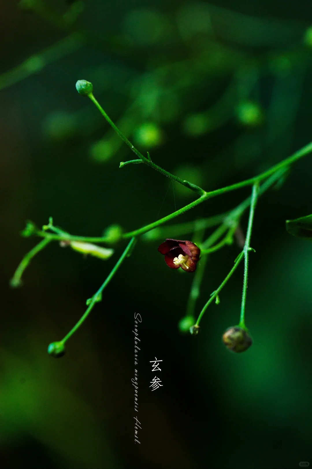 玄参