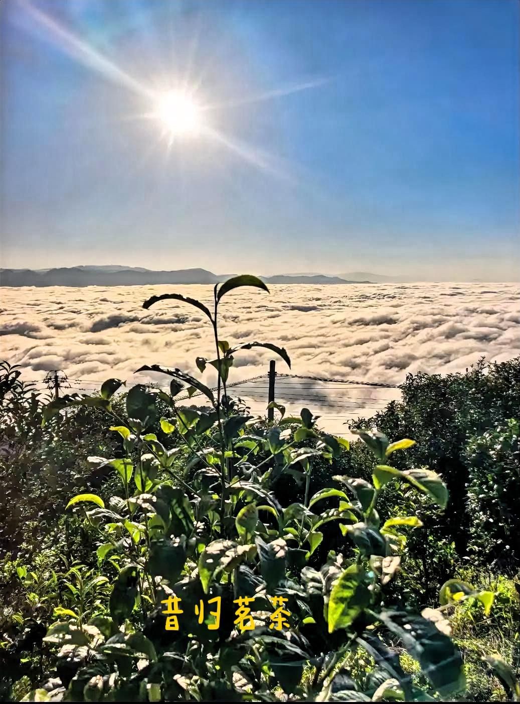 漫步在邦东昔归的茶山间，脚下是松软的土地，周围茶树郁郁葱葱。轻轻摘下一片嫩绿的茶