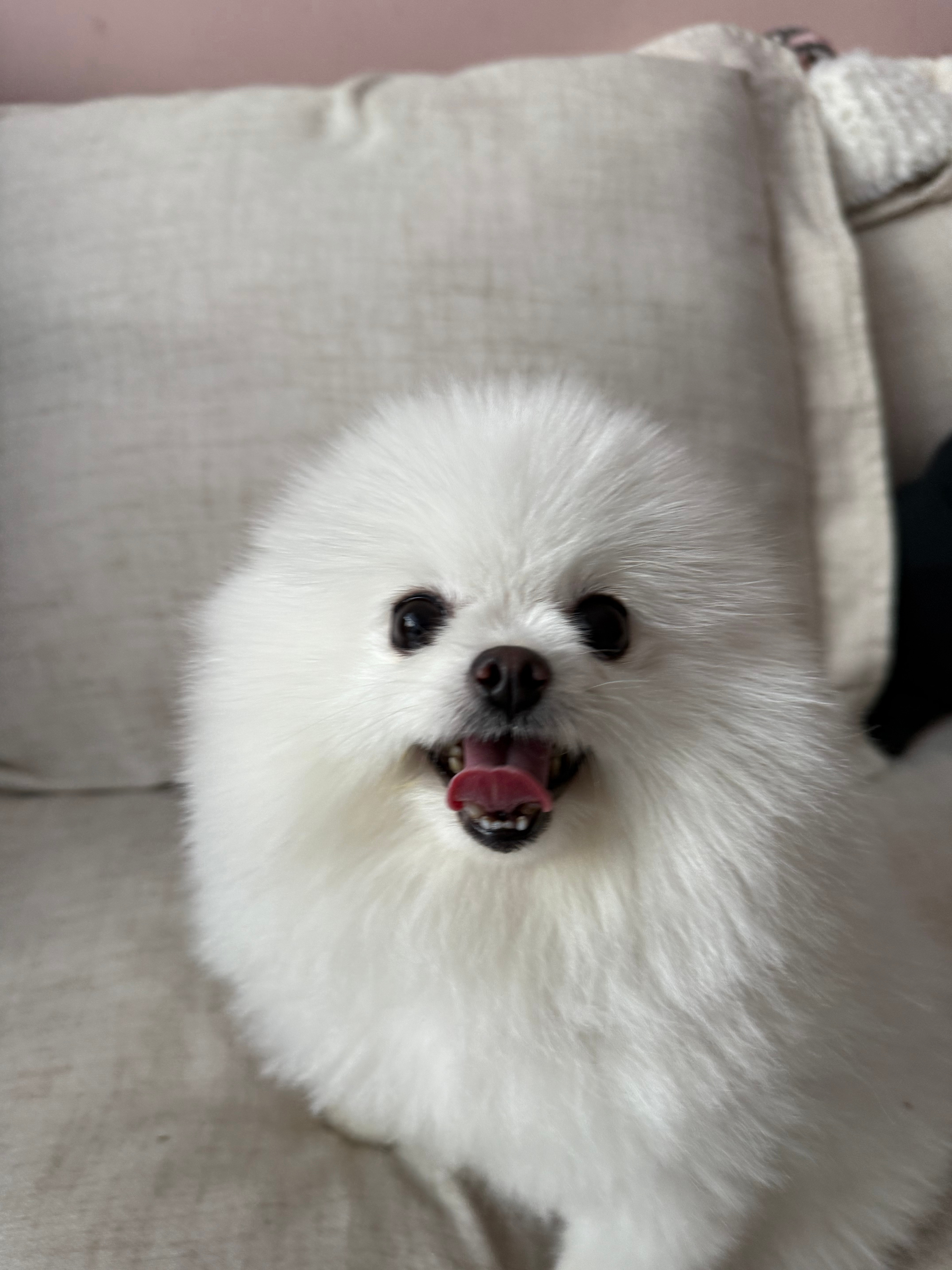 判若两狗