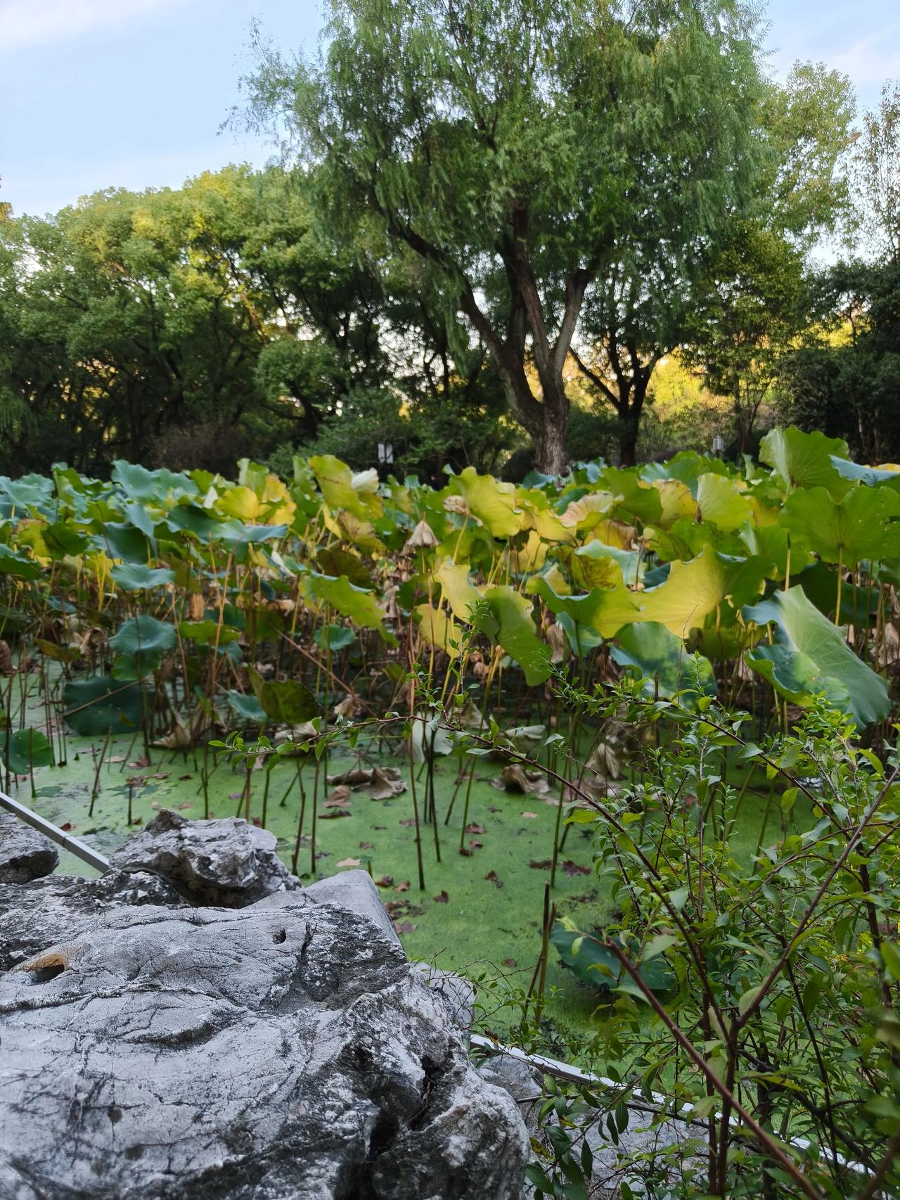 花草🌿日记～🌸🌸🌸🌸

秋季绿地公园里面的那些花花草草～🌿

它们还
