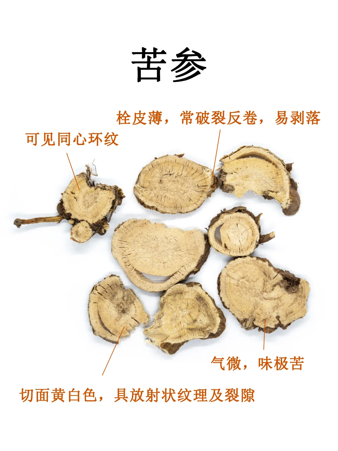 中药图鉴｜苦参