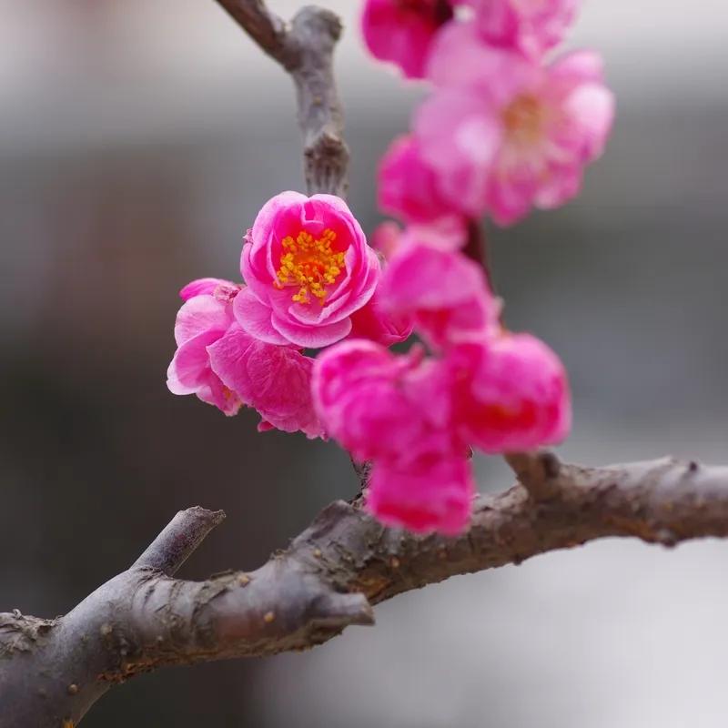 迎新诗（八）
昨日梅开昨日风，折枝断树土弥空。
星河惨淡无颜色，木叶翻飞月影朦。