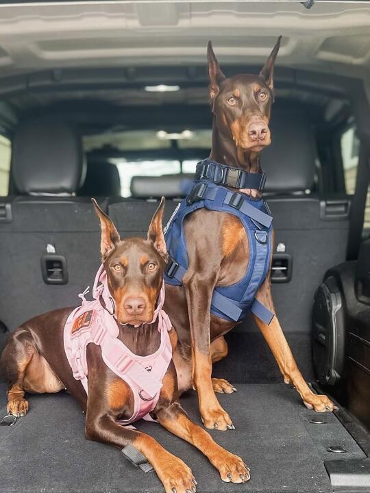 出行搭子已就位，同款战术穿搭💥😎🐾