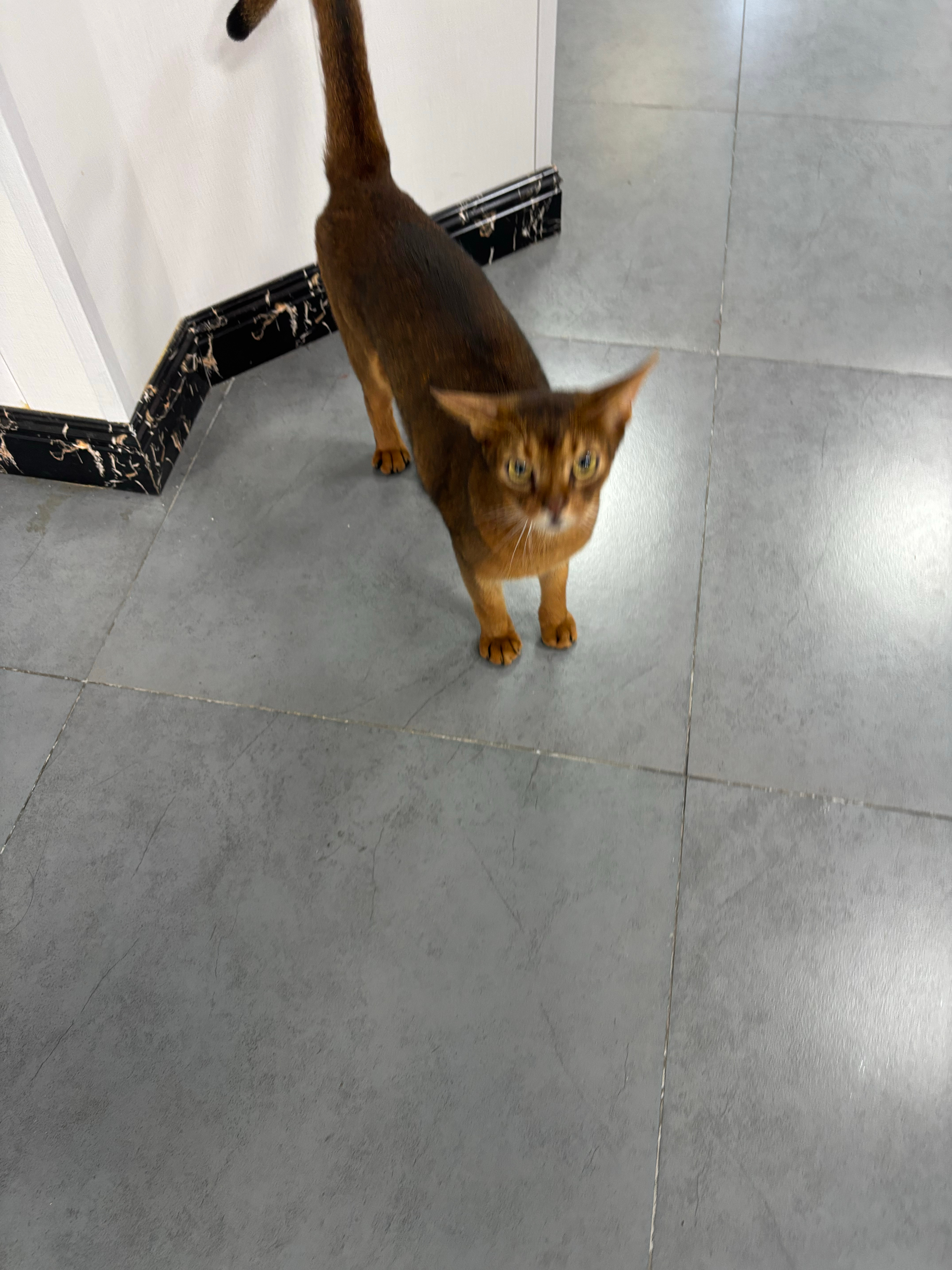 办公室来了个客人，喵喵🐱 