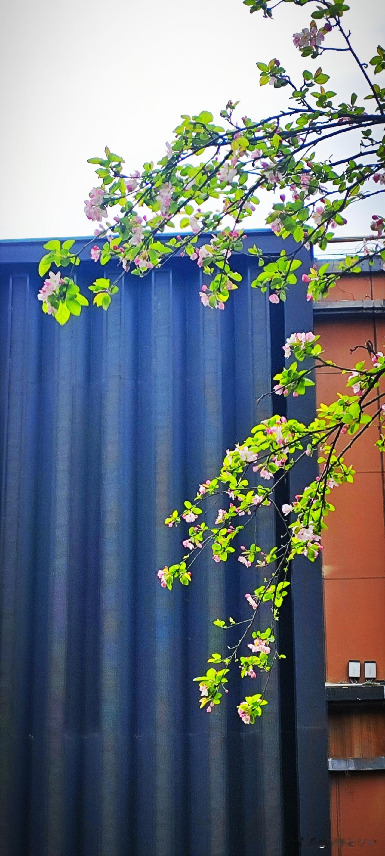 春日的雨水，实在是美啊！春花初绽时的阳光灿烂，尽显山河的明媚。如今春雨淅沥，温润