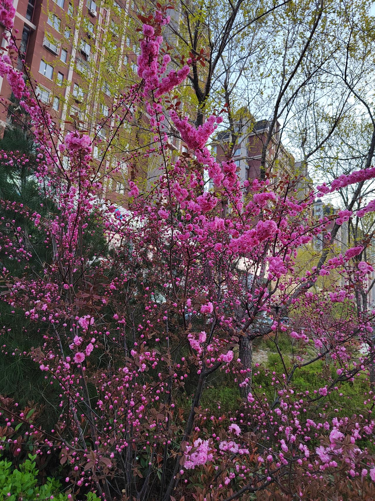 这株开得热烈的花是榆叶梅，因叶片像榆树叶、花朵酷似梅花而得名，是北方春季极具代表