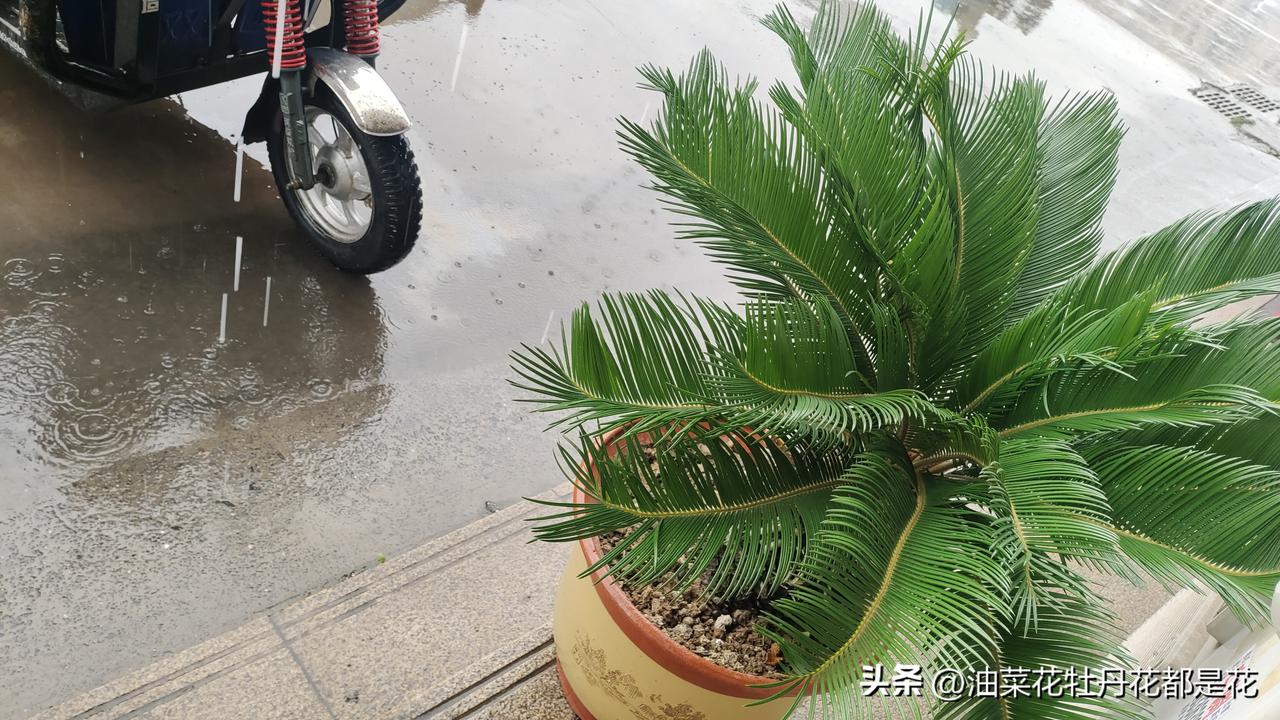今天下了一天的雨了，我中午趁着雨下点时回去吃饭，虽然也就三分钟路程，网面鞋还是湿