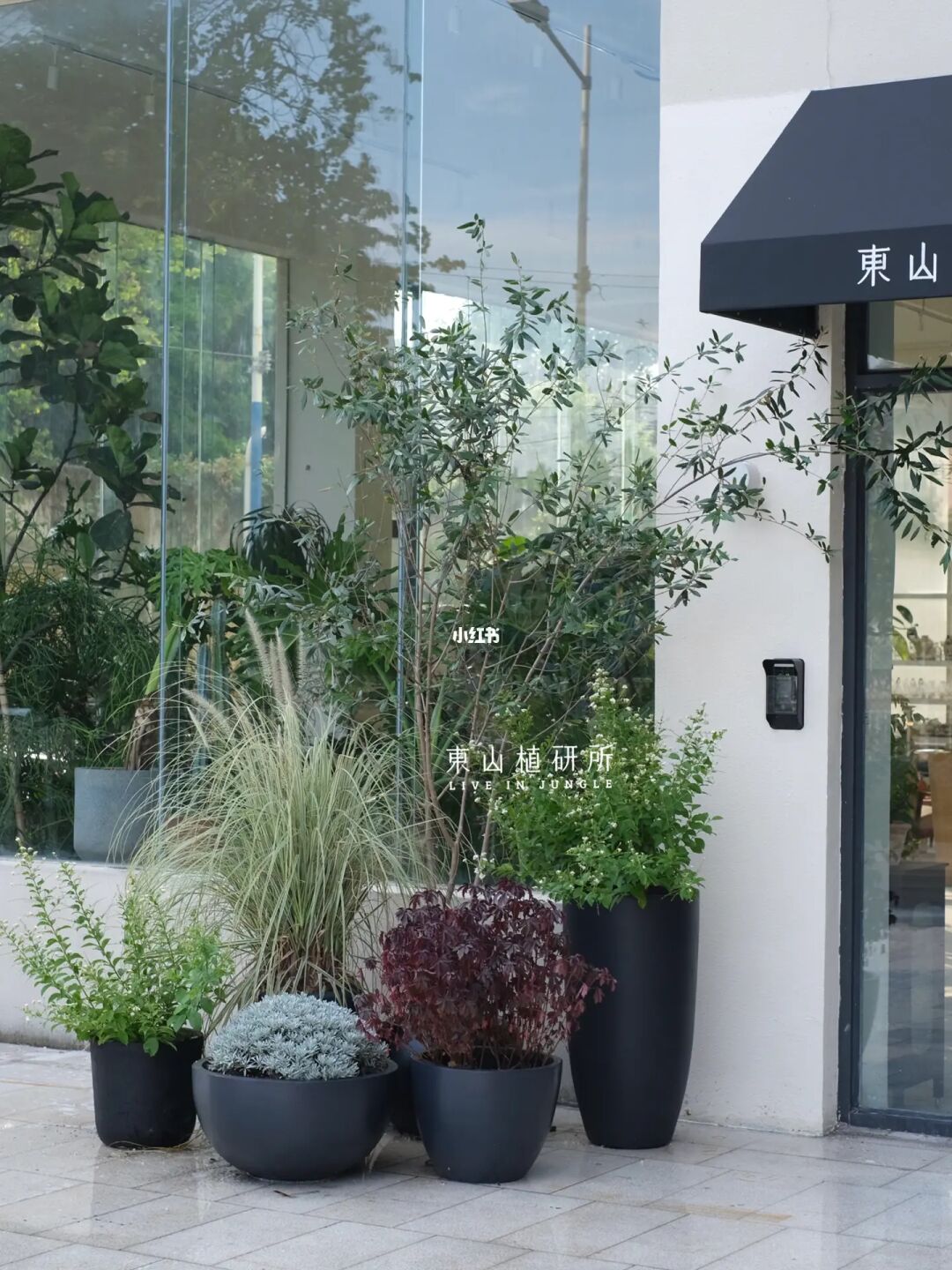 植物造景｜自然柔美的户外盆栽植物组合🍃