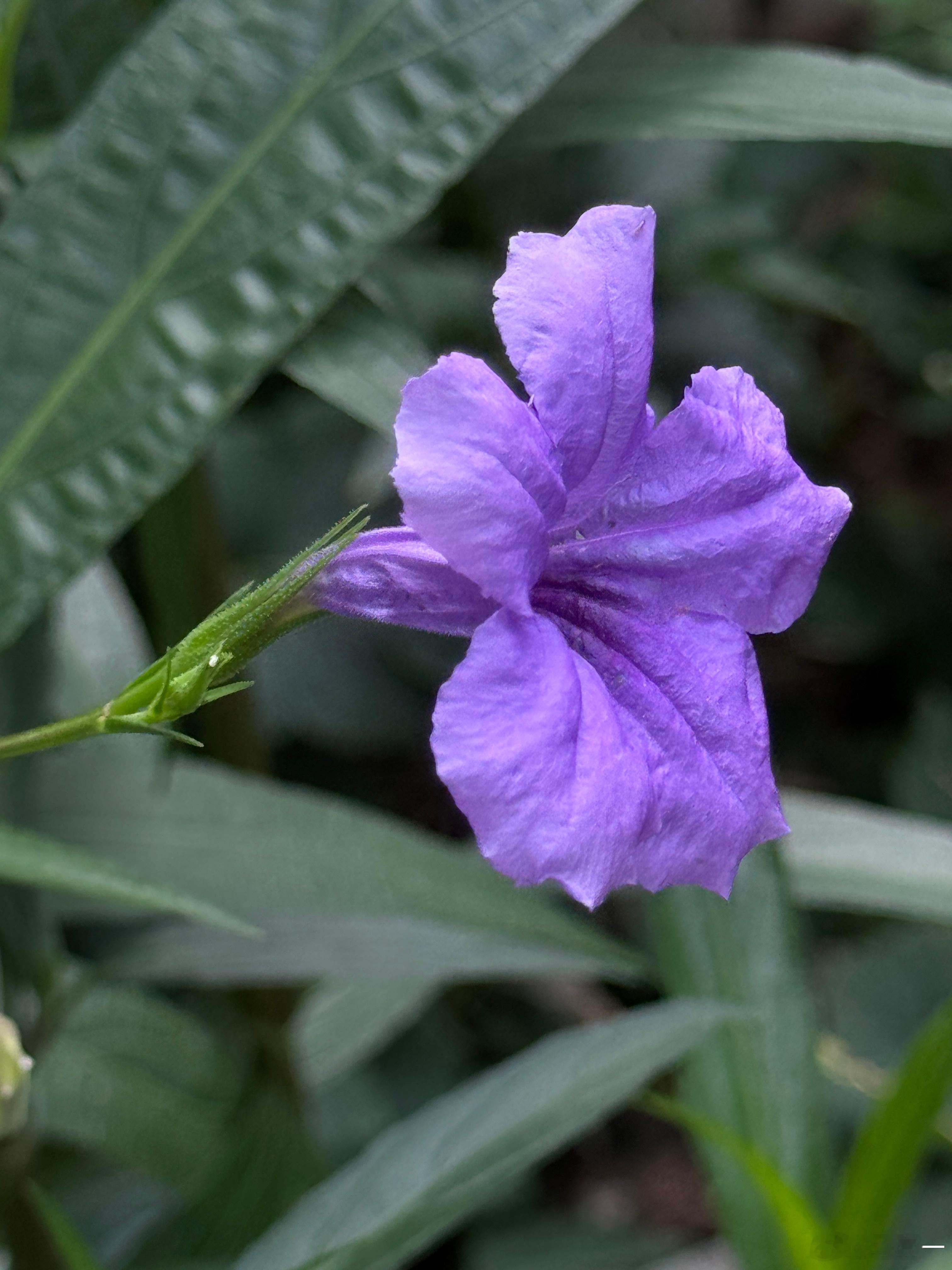 趁着早上清凉，赶紧去院子里看一眼花花草草，我的解暑神器 之一随手拍手机随手拍我的